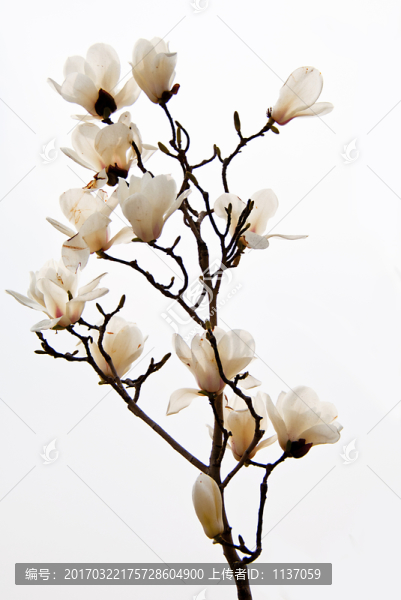 玉蘭花,高調(diào)