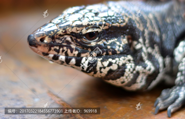 蜥蜴