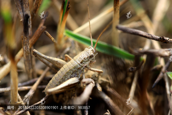 蝗蟲