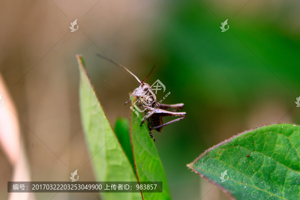 螞蚱