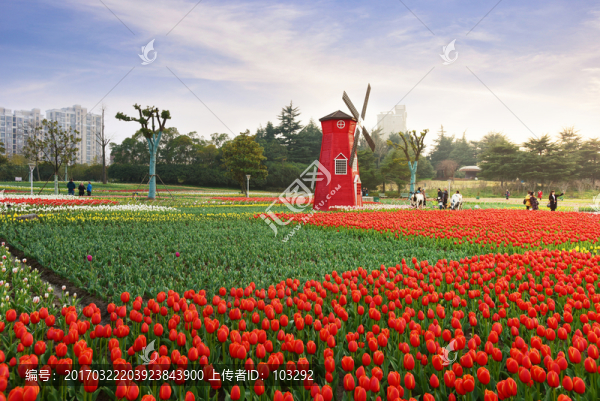 上海大寧公園的郁金香花展