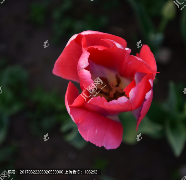 俯拍的紅色郁金香