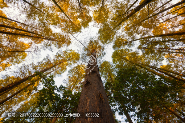 秋天的杉樹林