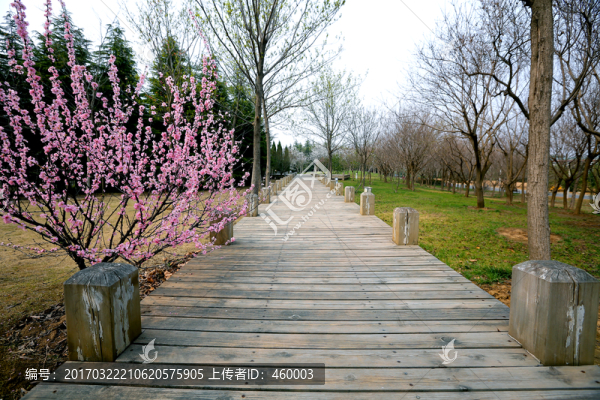 木棧道