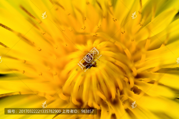 蒲公英花花蕊