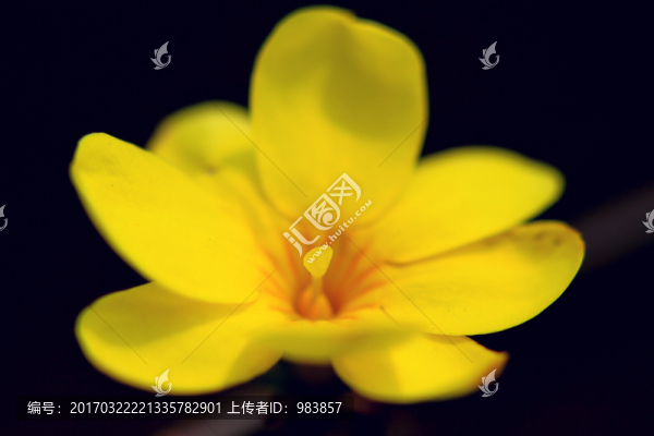 迎春花