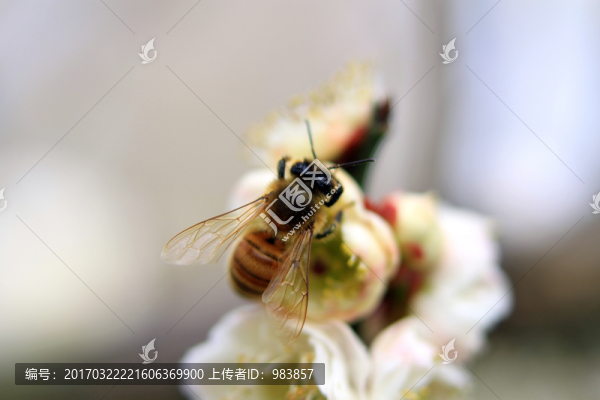 采蜜