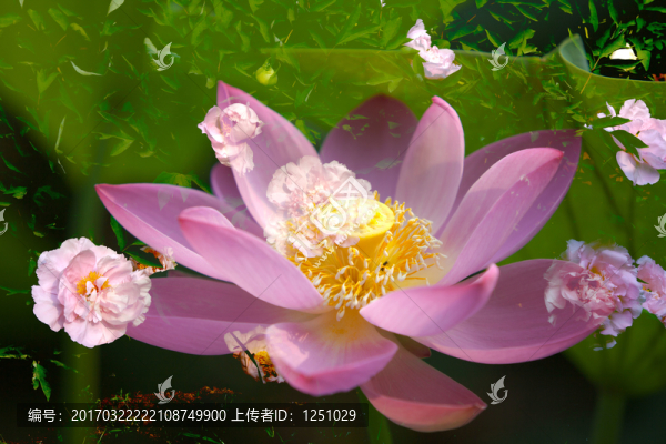 穿梭的時空,荷花與牡丹