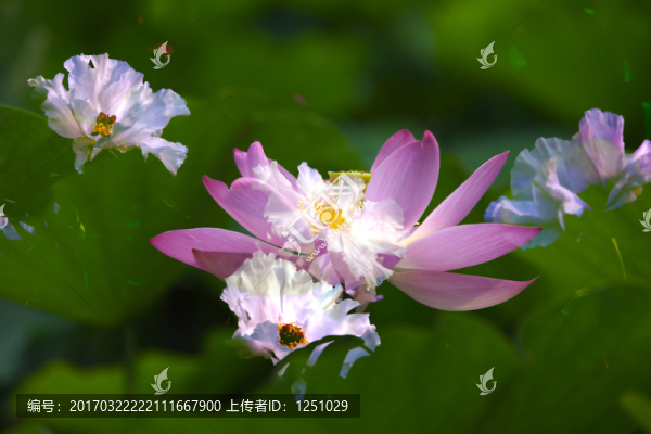 穿梭的時空,荷花與牡丹