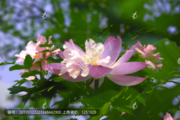 穿梭的時空,荷花與牡丹