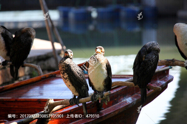 撲魚,打魚,鸕鶿