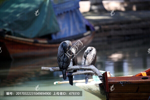 撲魚,打魚,鸕鶿