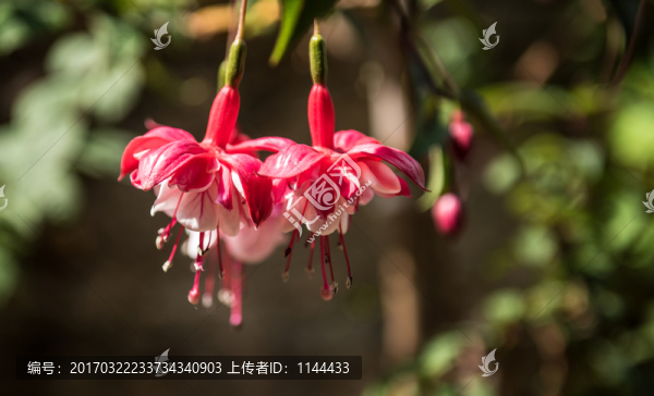 燈籠花