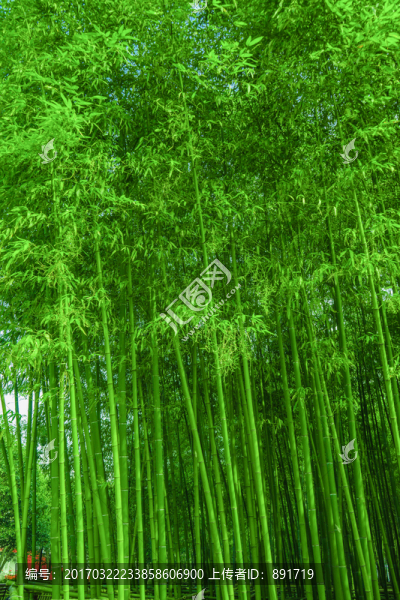 南山竹海,嶺南竹子,云南德宏鳳