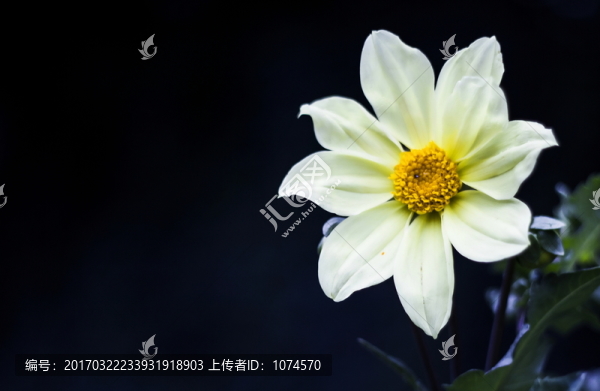 野花