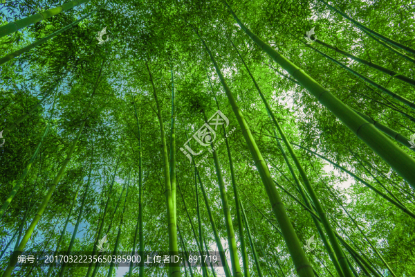 南山竹海,嶺南竹子,云南德宏鳳