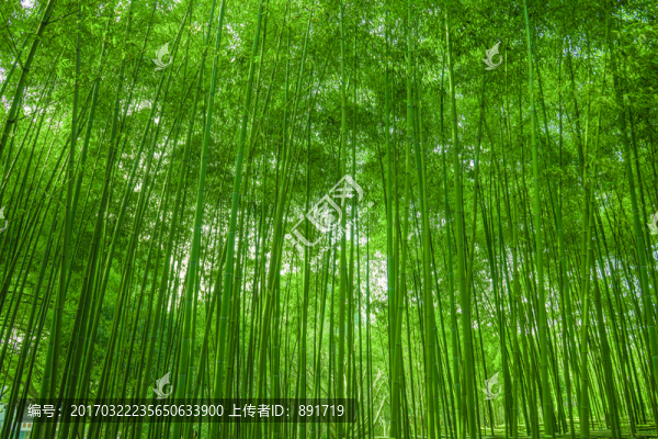 南山竹海,嶺南竹子,云南德宏鳳
