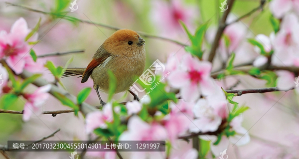 花鳥(niǎo)圖
