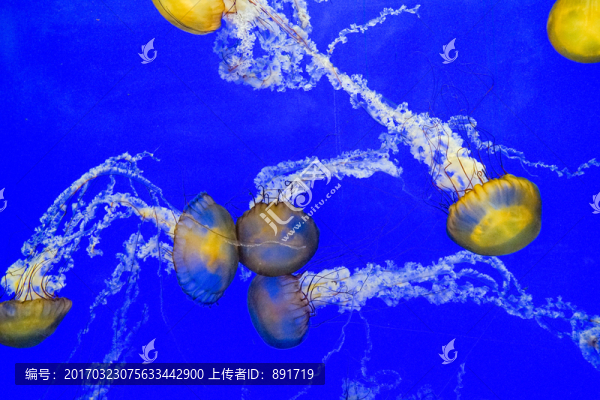 水母,魚缸背景
