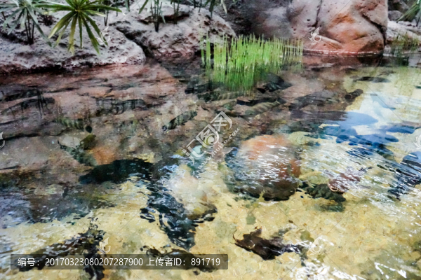 魚缸背景圖,珊瑚,魚缸造景
