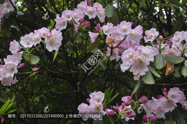 高山粉紅色杜鵑花