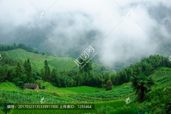 霧色山景