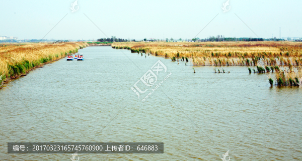 蘆葦,沼澤,曹妃甸