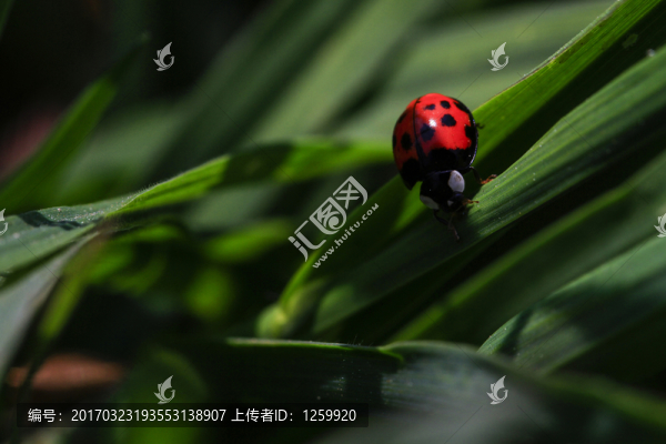七星瓢蟲