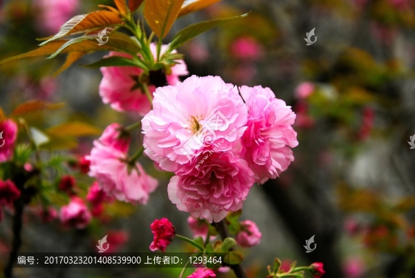櫻花盛開