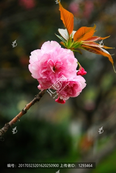 櫻花盛開