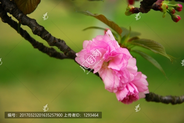 櫻花盛開