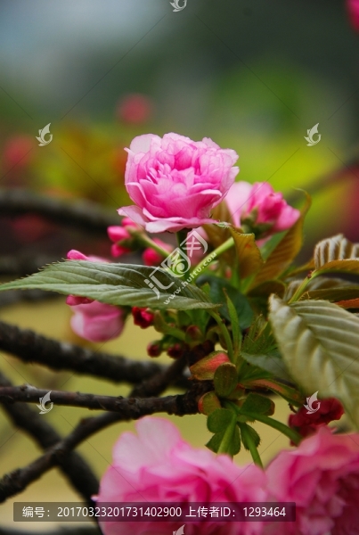 櫻花盛開(kāi)