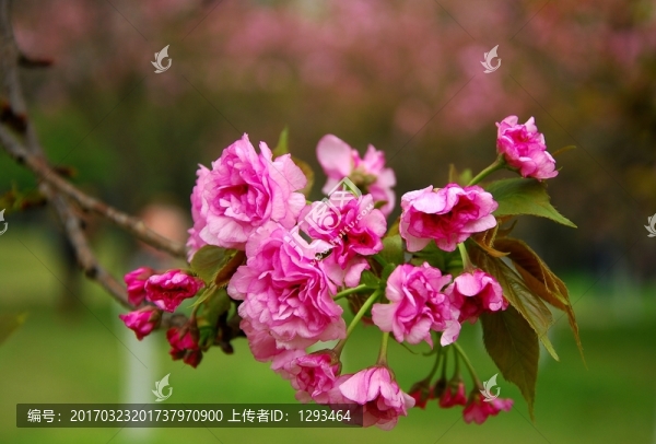 櫻花盛開