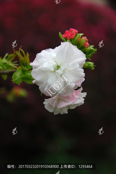 櫻花盛開(kāi)
