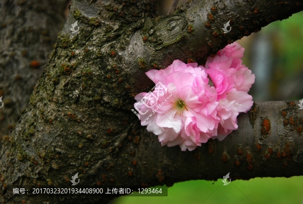 櫻花盛開