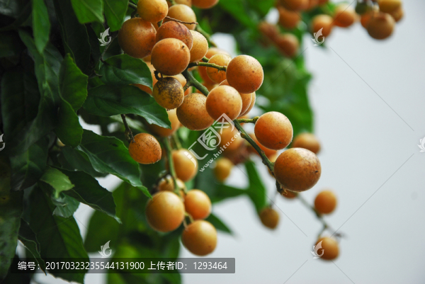黃皮果
