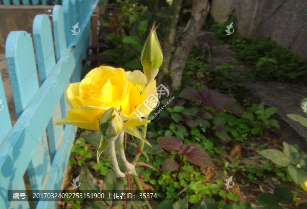 花兒