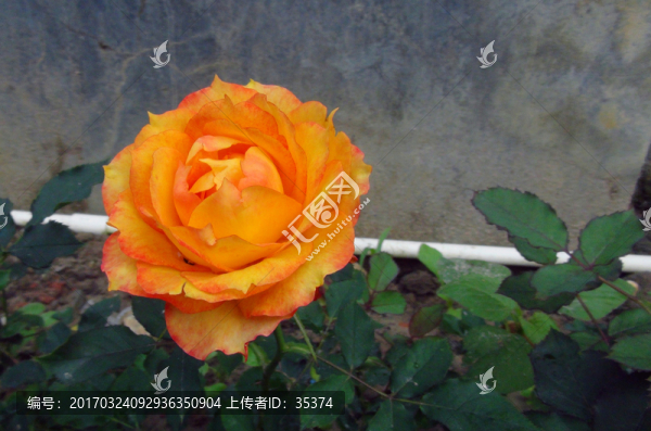 黃花