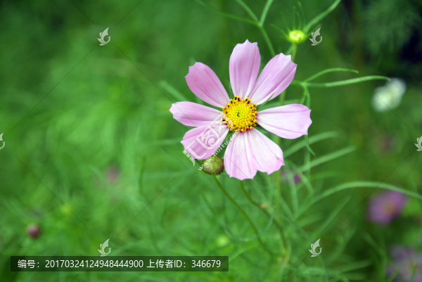 波斯菊