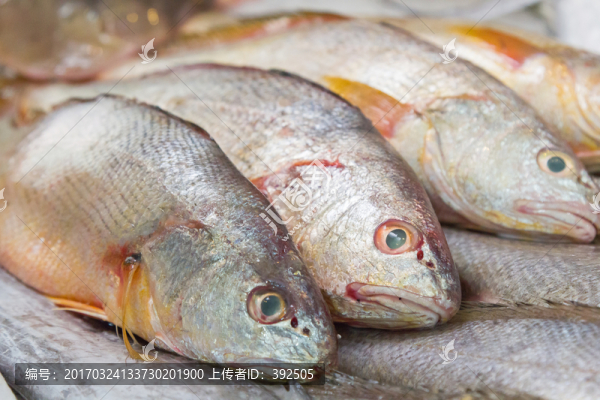 黃魚