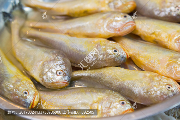 小黃魚(yú)