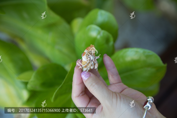 寄居蟹