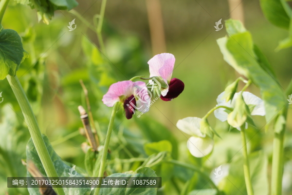 豆花