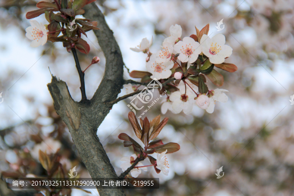 春暖花開(kāi)