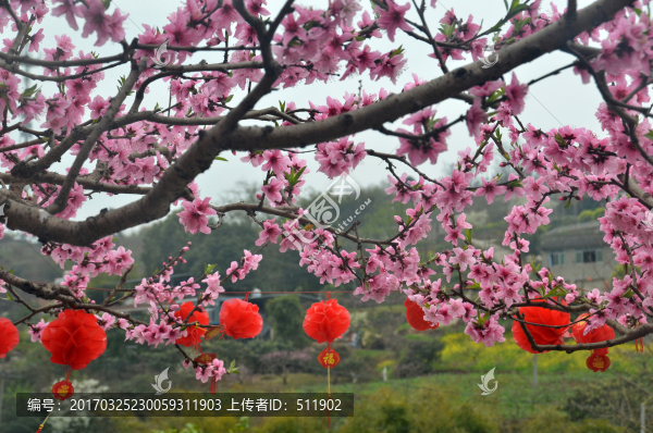 成都龍泉驛區(qū)桃花故里桃花盛開(kāi)