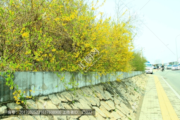 迎春花