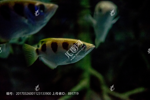 海底魚群