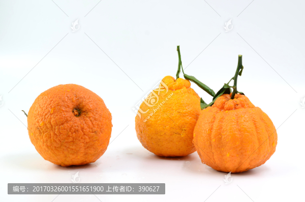 丑八怪,丑柑橘