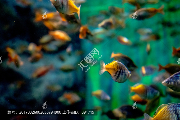 魚缸背景,,胭脂魚