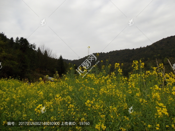 油菜花地